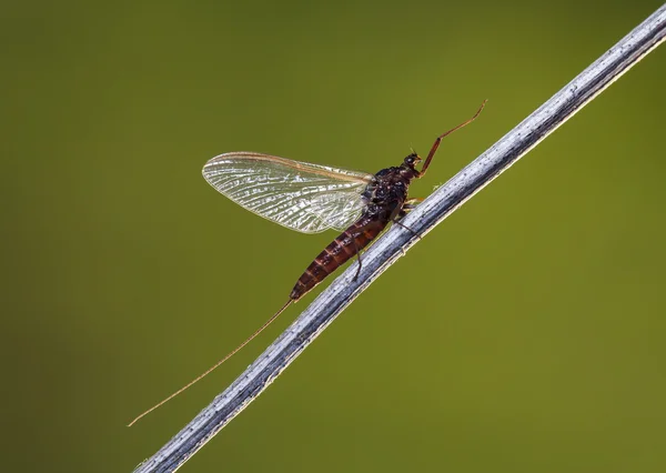 Ephemeroptera — Foto Stock