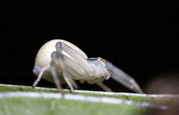 Araña —  Fotos de Stock