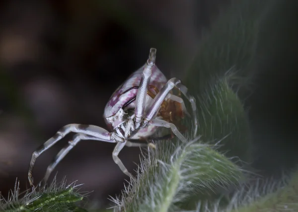 Aranhas — Fotografia de Stock