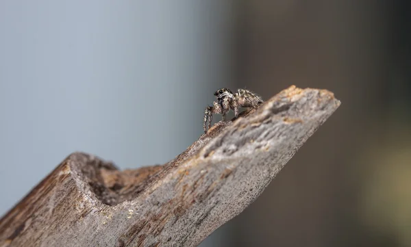 Salta-aranha — Fotografia de Stock