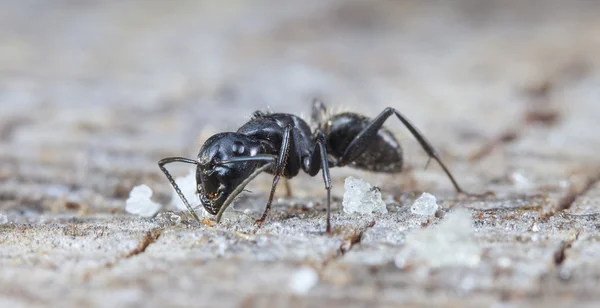 Wielki Las ant w rodzimych siedlisk — Zdjęcie stockowe