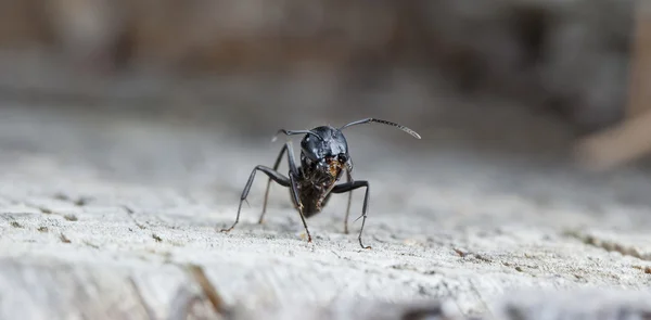 Hormiga del bosque lage — Foto de Stock