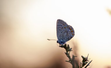 Tarladaki kelebek
