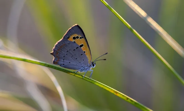 들에 있는 나비 — 스톡 사진