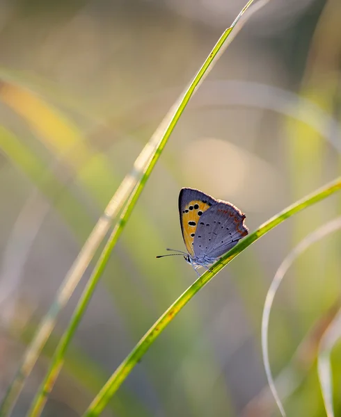Бабочка в поле — стоковое фото