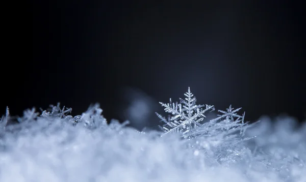 Inverno, flocos de neve na neve — Fotografia de Stock