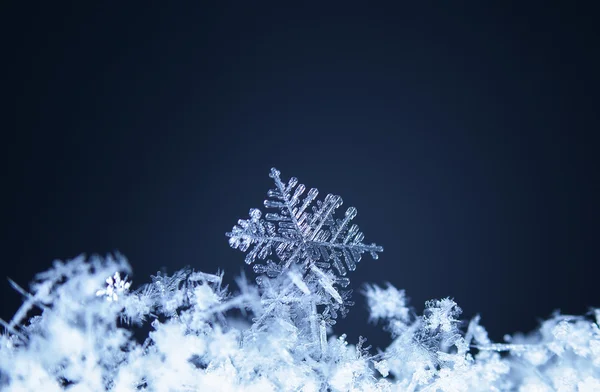 冬天，雪花在雪上 — 图库照片