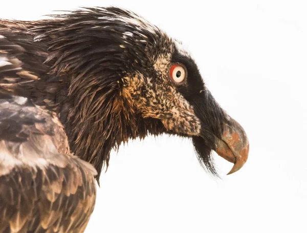 大胡子秃鹫的近景肖像 — 图库照片