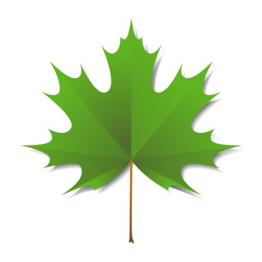 yeşil akçaağaç yaprağı