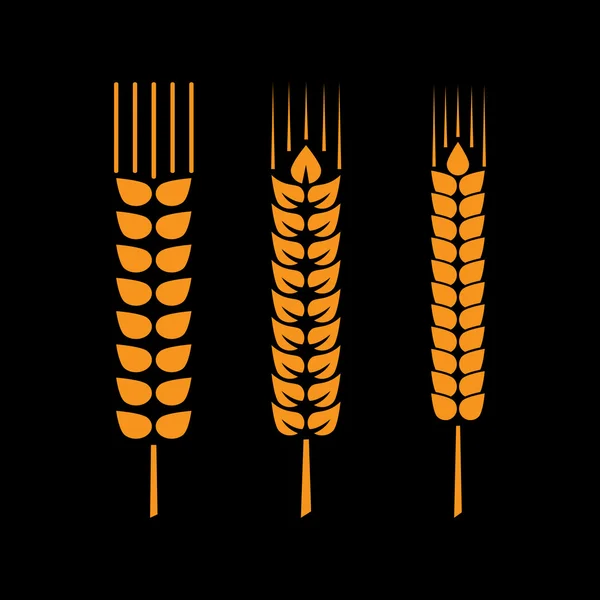 Set of wheat ears or rice — Stock Vector