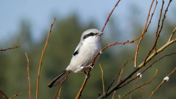 Lanius Excubitor Grijze Kreet — Stockfoto