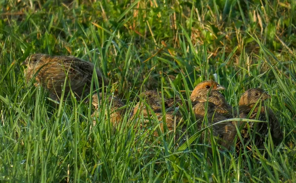 Perdix Familia Rocío Mañana Abrazo Verano — Foto de Stock