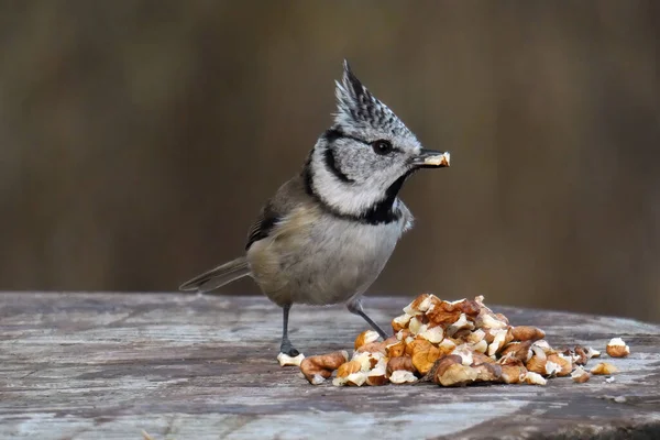 European Crested Tit Flies Winter Eat Very Fond Nuts Bird — Fotografia de Stock