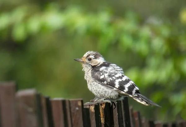 Little One Flew Fence Pose Lesser Spotted Woodpecker — Stock Photo, Image