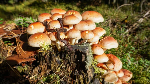 Paddenstoelen Bos Stilte Stomp Indringers — Stockfoto