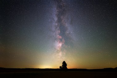 Samanyolu 'nun yalnız bir ağaç siluetinin üstündeki yıldızlı bir gecede çekilmiş fotoğrafı.