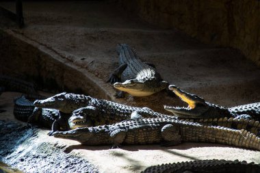 Timsahlar güneş ışığında güneşleniyorlar, eşsiz pullarını ve güçlü çenelerini gösteriyorlar, doğal ortamda çarpıcı bir vahşi yaşam sahnesi yaratıyorlar.