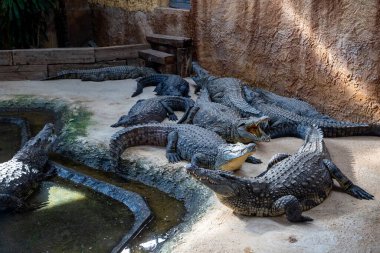 Timsahlar suyun yanındaki kumlu alanda toplanır, eşsiz dokularını ve renklerini sergilerler, doğal çevrede barışçıl bir vahşi yaşam sahnesi yaratırlar.