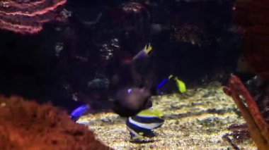 Renkli balıklar canlı bir akvaryumda yüzerler. Mercan ve kayalarla dolu. Huzurlu bir ortamda su altı güzelliği sergilerler.