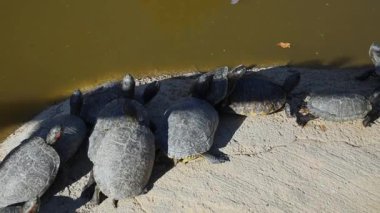 Kaplumbağalar güneşleniyorlar nehir kıyısında huzurlu bir şekilde güneşleniyorlar.