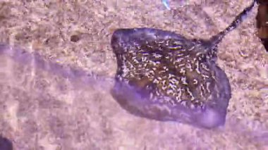 Güneşli bir günde, tropik bir yerde zarif bir şekilde yüzen güzel vatoz vatozu.