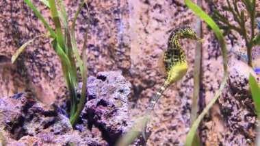 Güzel deniz atları kayalar ve bitkilerle dolu canlı akvaryumlarda zarifçe yüzerler.