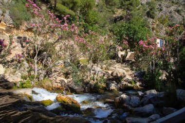İspanya 'da Algar şelaleleri. Serpilen pembe çiçekler ve zengin yeşil yapraklar ile çerçevelenmiş kayaların üzerinden akan temiz bir akıntıya sahip pitoresk bir manzara, huzur ve doğal güzelliği çağrıştırıyor.