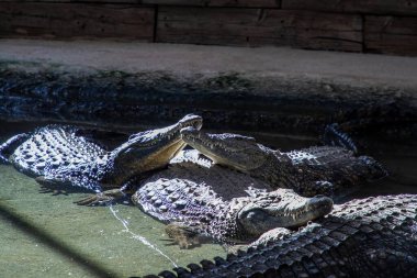 Birçok timsah, vahşi yaşam parkında güneşin altında sığ sularda birlikte yatar. Çoğunlukla hareketsiz ve dinleniyorlar. Vücutlarındaki sıcak güneş ışığının tadını çıkarıyorlar..
