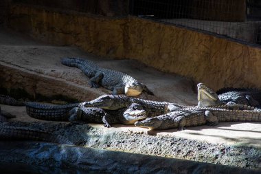 Timsahlar ve timsahlar bir hayvanat bahçesinde suyun yakınındaki kumlu bir noktada toplanırlar. Gün ışığını emiyorlar ve bir grup halinde dinleniyorlar. Öğlen oldu ve güneş parlıyor..