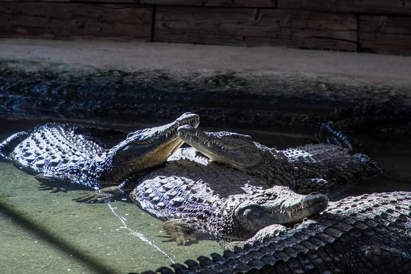 Birçok timsah, vahşi yaşam parkında güneşin altında sığ sularda birlikte yatar. Çoğunlukla hareketsiz ve dinleniyorlar. Vücutlarındaki sıcak güneş ışığının tadını çıkarıyorlar..