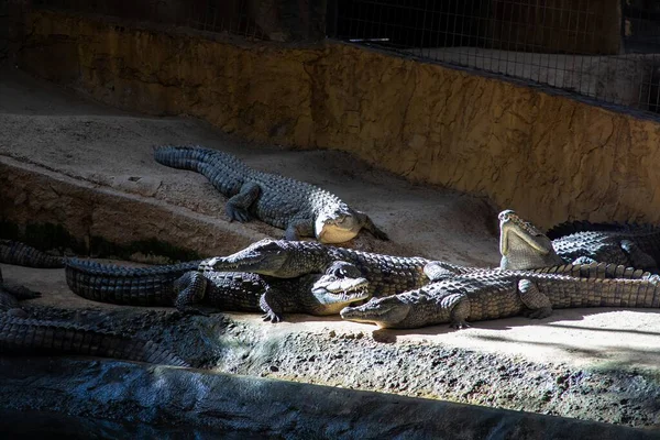 Timsahlar ve timsahlar bir hayvanat bahçesinde suyun yakınındaki kumlu bir noktada toplanırlar. Gün ışığını emiyorlar ve bir grup halinde dinleniyorlar. Öğlen oldu ve güneş parlıyor..