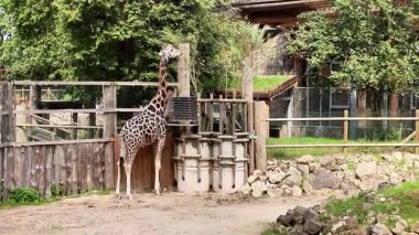 Zürafa eylülde güneşli bir öğleden sonra hayvanat bahçesinde doğal ortamını keşfeder.
