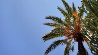 Gün ortasında, bir çöl manzarasında, berrak mavi gökyüzünün altında palmiye ağaçları sallanır.