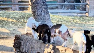 Keçiler öğleden sonra evcil hayvan çiftliğindeki bir ağaç kütüğünün etrafında oynayıp keşfe çıkıyorlar.