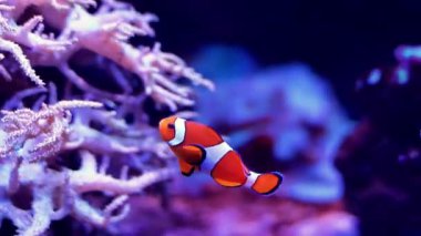 Çağdaş bir krom musluktan sürekli su akar, ağzında parlak damlacıklar, yumuşak odaklı arka planda temiz ve pürüzsüz bir banyo ortamı sergiler.