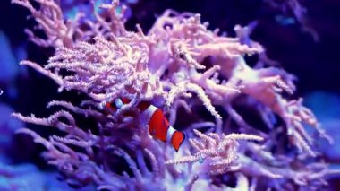 Temiz yeşil bir gölette yüzen timsah, kayalık kenarları ve arka planda görünen ahşap yapıları ile zarif bir şekilde suda hareket ederek doğal yaşam alanını ve davranışlarını gözler önüne seriyor.