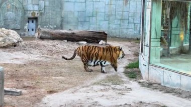 Dalgalar kıyıdaki kayalara vururken palmiye ağaçları rüzgarda sallanıyor. Parlak güneş ışığı denizde parlıyor, kıyı şeridini canlı bir şekilde görüyor..