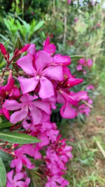 Canlı pembe çiçekler yemyeşil yapraklar ve yumuşak arka plan yeşillikleriyle çevrili çiçeklerin pürüzsüz bir ilerlemesini göstererek yemyeşil bir bahçede gelişir ve sahnenin sakin atmosferini güçlendirir.