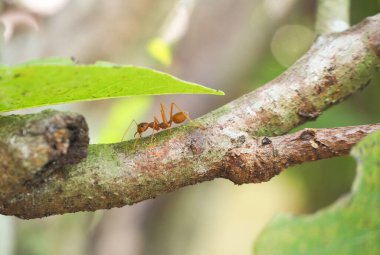 Ağaçta yürüyen kırmızı karınca (Oecophylla smaragdina)