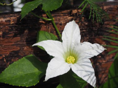 Kahverengi ahşap zeminli beyaz sarmaşık kabağı çiçeği.