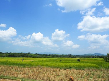 Açık mavi gökyüzü ve kırsaldaki pirinç tarlaları..