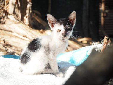 Bahçede oturan sevimli siyah beyaz kedi yavrusu.