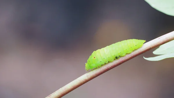 Green Caterpillar Crawling Branch Blurred Background — Stock Photo, Image