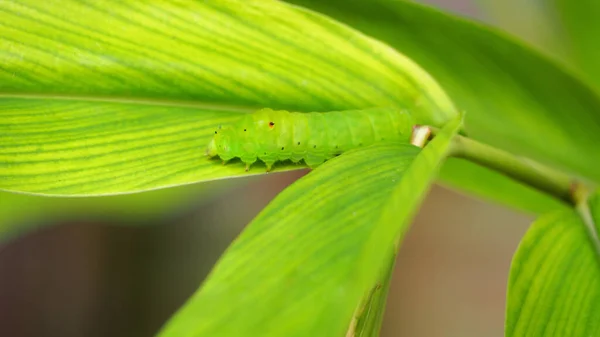绿色毛毛虫爬在绿叶上 — 图库照片