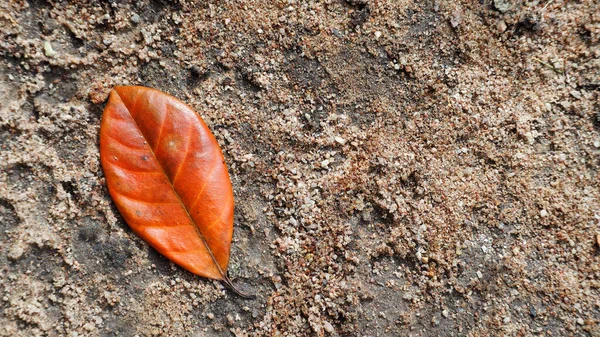 Листья Апельсина Падают Землю — стоковое фото
