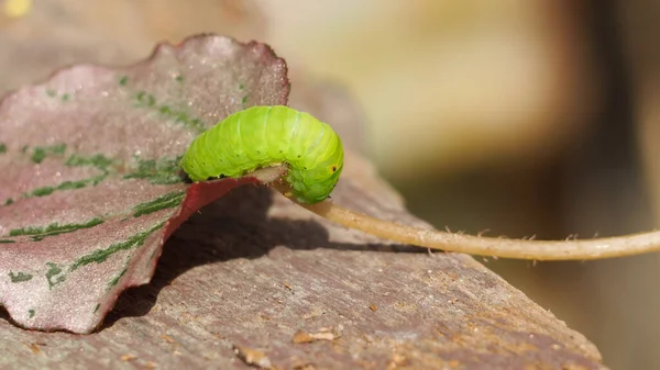 绿色毛毛虫爬在背景模糊的叶子上 — 图库照片