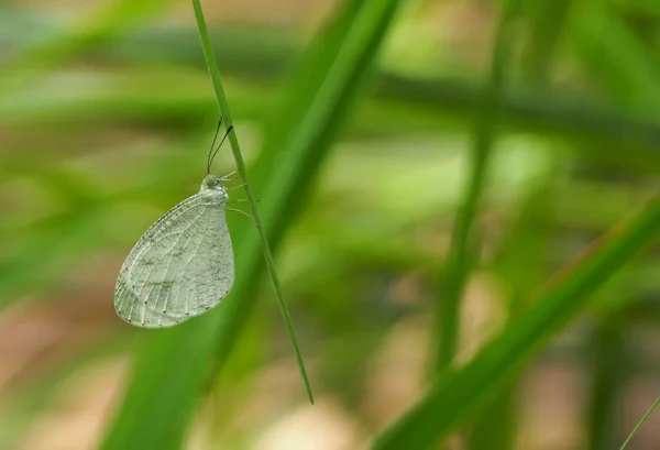 レプトシア Leptosia Nina Nina 通称精神科 背景がぼやけて葉に羽状複葉 ファミリー ピアジア科 の種です — ストック写真