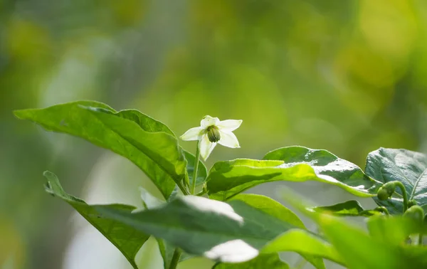 Yeni bir sabah için kırmızı biber çiçeği açar. Doğal bulanık arkaplan.