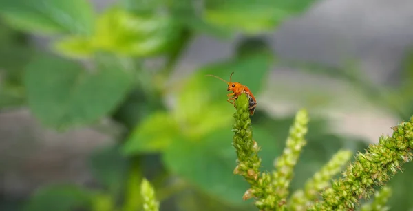 Turuncu böcek, kırmızı kabak yaprağı böceği, kabak böceği, kabak yaprağı böceği, sarı kabak böceği (Aulacophora indica) ıspanak ağacına tünemiş, doğal bulanık arka plan.