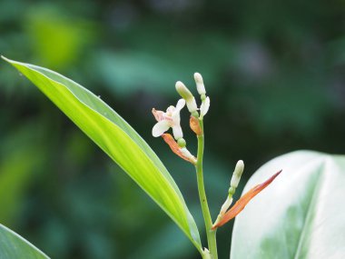 Bahçede açan galangal çiçeği (Alpinia galanga), doğal bulanık arka plan.